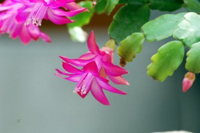 蟹爪兰掉花苞的原因以及挽救方法
