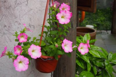 四季开花容易养的植物盆栽花卉有哪些？