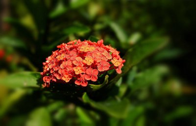 龙船花冬天怎么养殖