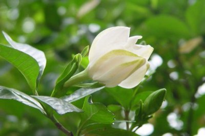 栀子花花蕾发黑脱落怎么办