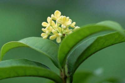 桂花叶子尖开始枯黄怎么办