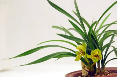 兰花叶子尖发黑的原因,兰花叶子发黑怎么办