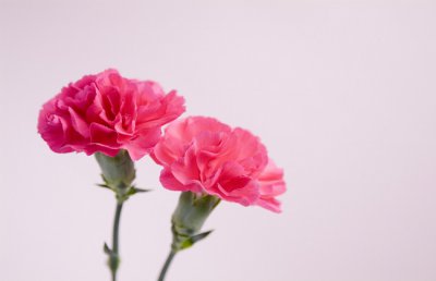 康乃馨什么时候开花？康乃馨几月份开花？