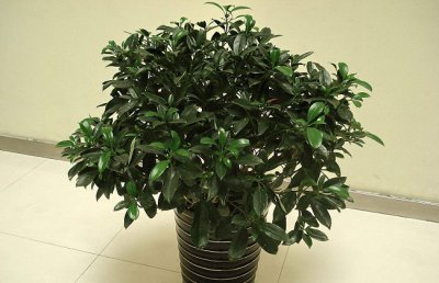 非洲茉莉为什么掉叶子？非洲茉莉掉叶子怎么办？
