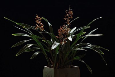 墨兰不开花怎么办？分析墨兰不开花的原因即可轻松处理