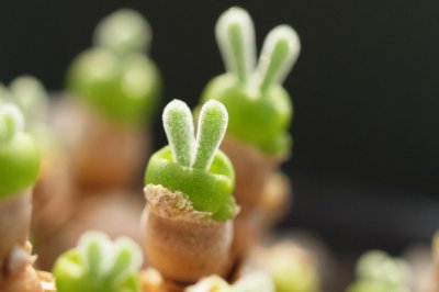 怎么样才能养好多肉植物？多肉怎么养才能更旺盛？多肉怎么养的又肥又胖？