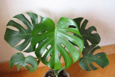 从盆栽花卉安全越冬的正确打开方式认识冬季可以养的盆栽植物