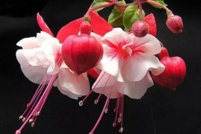 倒挂金钟(灯笼花)掉叶子怎么办