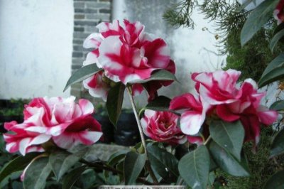 茶花怎么养才长得好