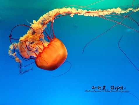 北京海洋馆(Beijing Aquarium)