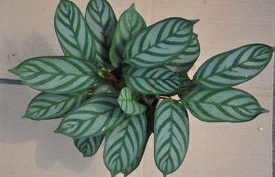 飞羽竹芋叶子打卷了怎么办？飞羽竹芋叶子卷曲干枯是什么原因？