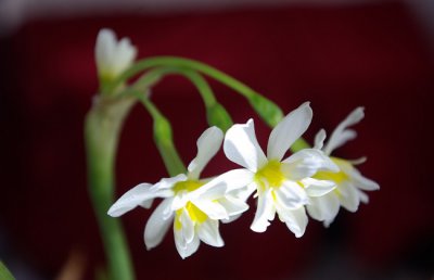 水仙花怎么修剪？水仙叶子太长可以修剪吗？