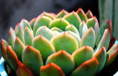 多肉植物春梦殿锦的养殖方法和注意事项