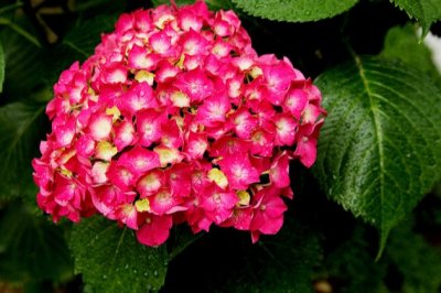 绣球花叶子发黄边缘干枯怎么办