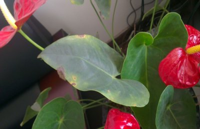 红掌怎么修剪？红掌的修剪方法