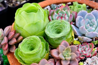 多肉植物长虫子怎么处理？多肉常见害虫的防治方法大全