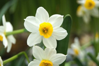 冬季水仙花怎么养？水仙花冬天的养殖方法