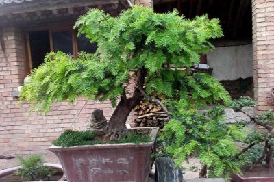 红豆杉怎么修剪？红豆杉的修剪方法详解