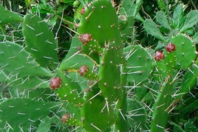 仙人掌烂根怎么办？仙人掌烂根怎么补救？