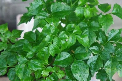 幸福树怎么修剪？幸福树的修剪方法详解