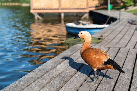 野鸭湖国家湿地公园(Beijing Wild Duck Lake National Wetland Park)