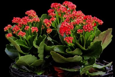 长寿花怎么修剪可以促进开花更多更旺盛？