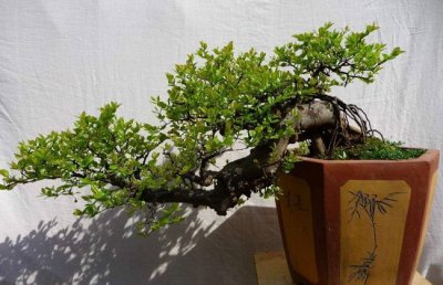 雀梅锈病、红蜘蛛、天牛常见病虫害症状及防治方法