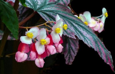 竹节海棠为什么不开花？竹节海棠不开花咋回事？
