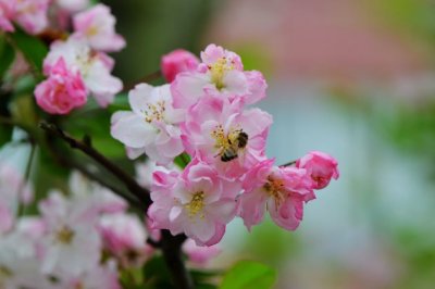 海棠花只长叶子不开花怎么办