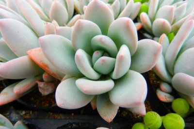 多肉植物霜之朝开花怎么办？霜之朝开花会死吗？
