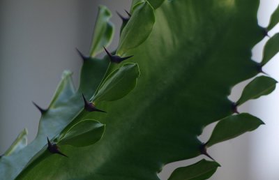 龙骨花叶子发黄是怎么了？龙骨花叶子发黄怎么办？