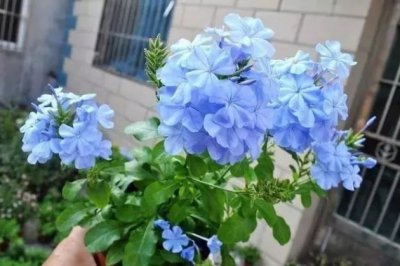 米醋养花的妙用竟然有这么多，难怪老花农都喜欢！