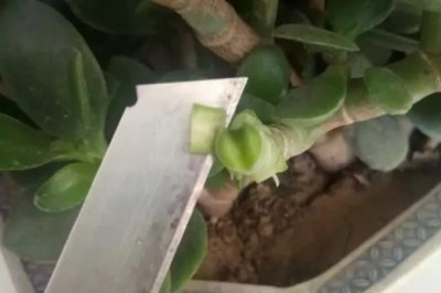 长寿花嫁接方法图文介绍