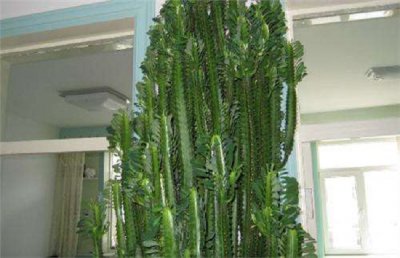 龙骨花烂根怎么办？龙骨花的根烂了怎么办？龙骨花烂根的防治方法