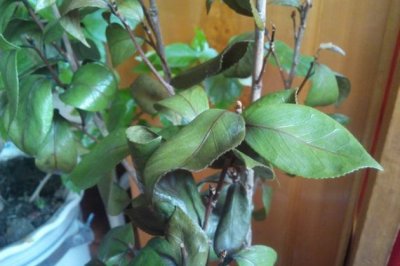 茶花叶子干枯怎么办