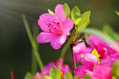 杜鹃花怎么养