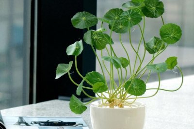 夏天铜钱草叶子发黄怎么办？