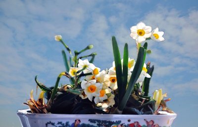 水仙花种球怎么催芽？水仙种球催芽的方法技巧