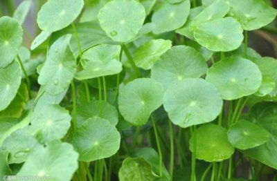 铜钱草怎么养爆盆