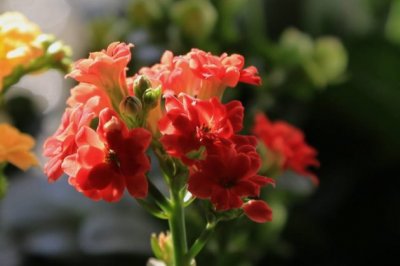 长寿花叶子小什么原因