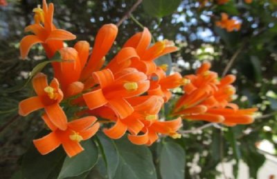 炮仗花掉叶子怎么办？