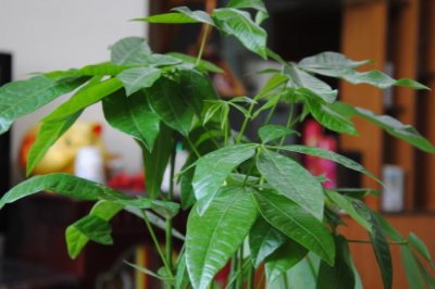 发财树开花你见过吗？怎么让发财树开花结果呢？