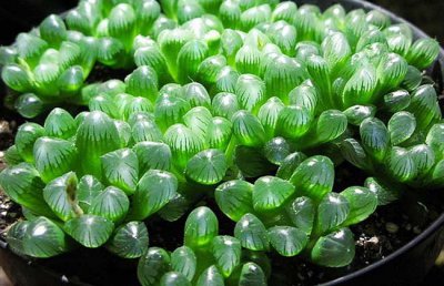 冰灯玉露烂根怎么办？多肉植物冰灯玉露烂根补救方法
