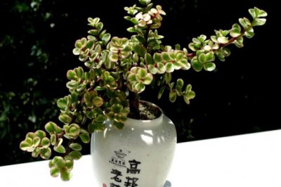 雅乐之舞怎么养？多肉植物雅乐之舞的养殖方法和注意事项