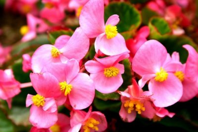 四季海棠叶子枯萎怎么回事 四季海棠花干叶怎么办