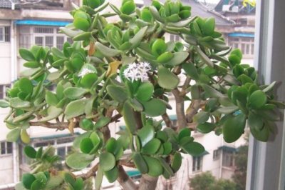 玉树不开花是什么原因？玉树为什么不开花？