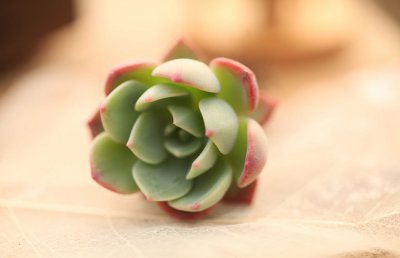 多肉植物怎么除虫？简单实用的多肉植物养殖技术在此