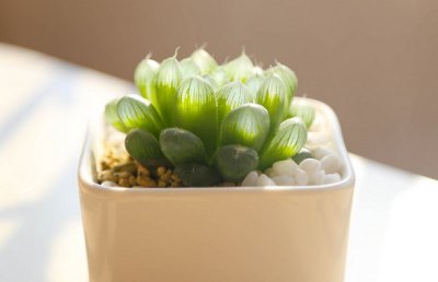 姬玉露干瘪怎么办？多肉植物姬玉露干瘪恢复方法