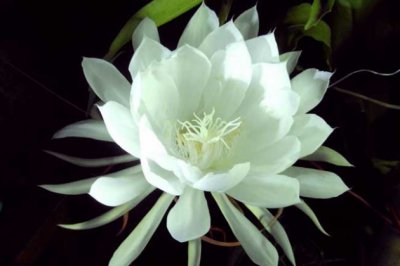 昙花的养殖方法和注意事项