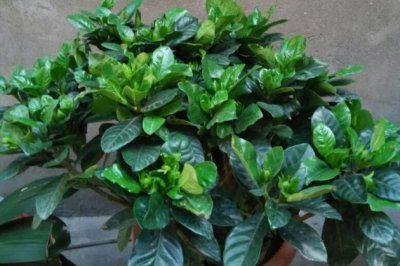 栀子花叶子长黑斑点怎么办